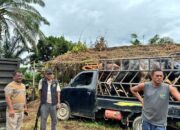 Wakil Bupati Aceh Tamiang Tinjau Penimbangan Hewan Sapi Meugang